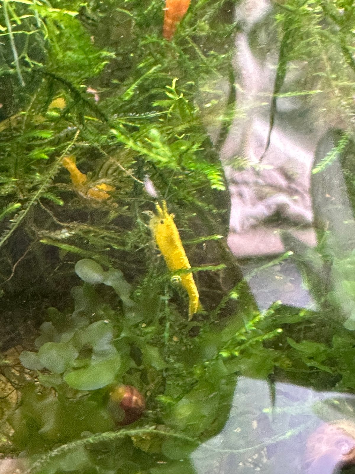 Gele garnalen voor aquarium, Kreeft, Krab of Garnaal