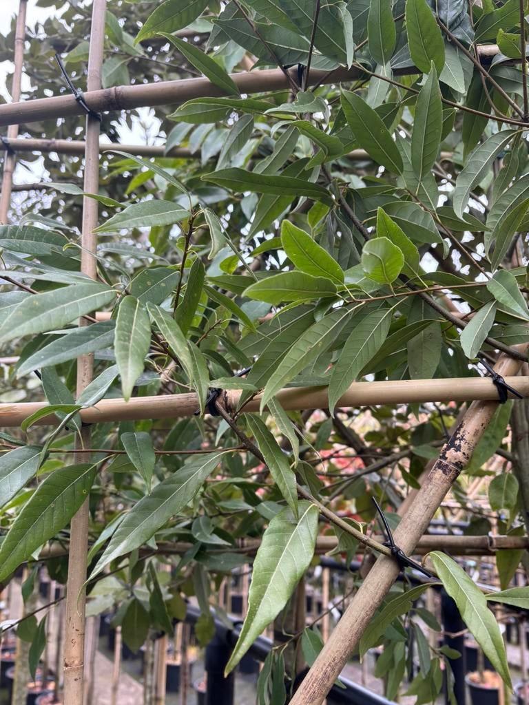Bamboe bladige leivorm steeneik 180 stam totaal 300 cm, 100 tot 250 cm, Zomer, Ophalen, Volle zon