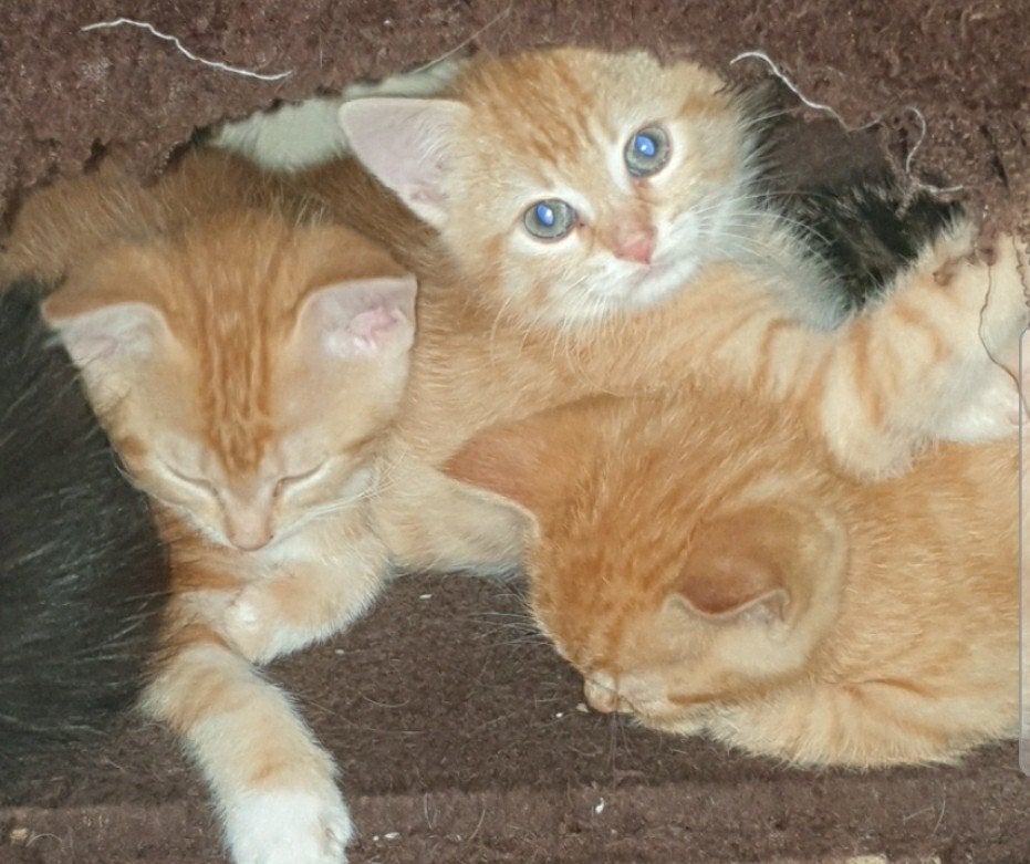 Kittens 8 weken oud mogen per direct naar hun forever home, Meerdere dieren, Kortharig, 0 tot 2 jaar