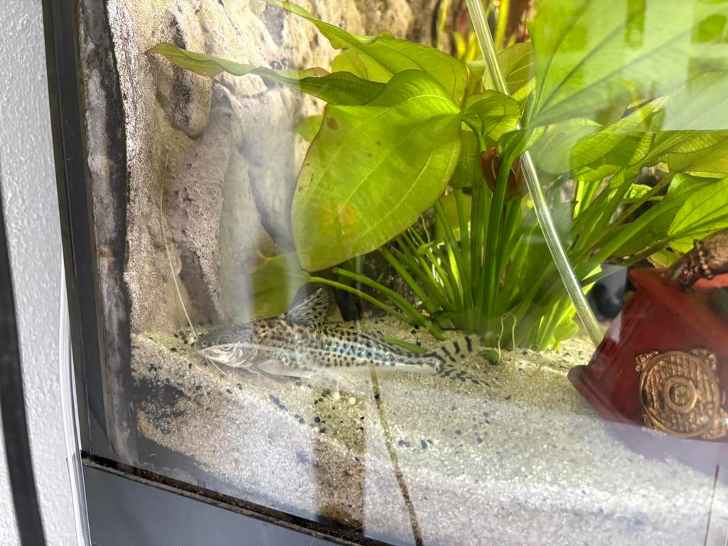 Pictus meerval te koop, Dieren en Toebehoren, Vissen | Aquariumvissen, Vis
