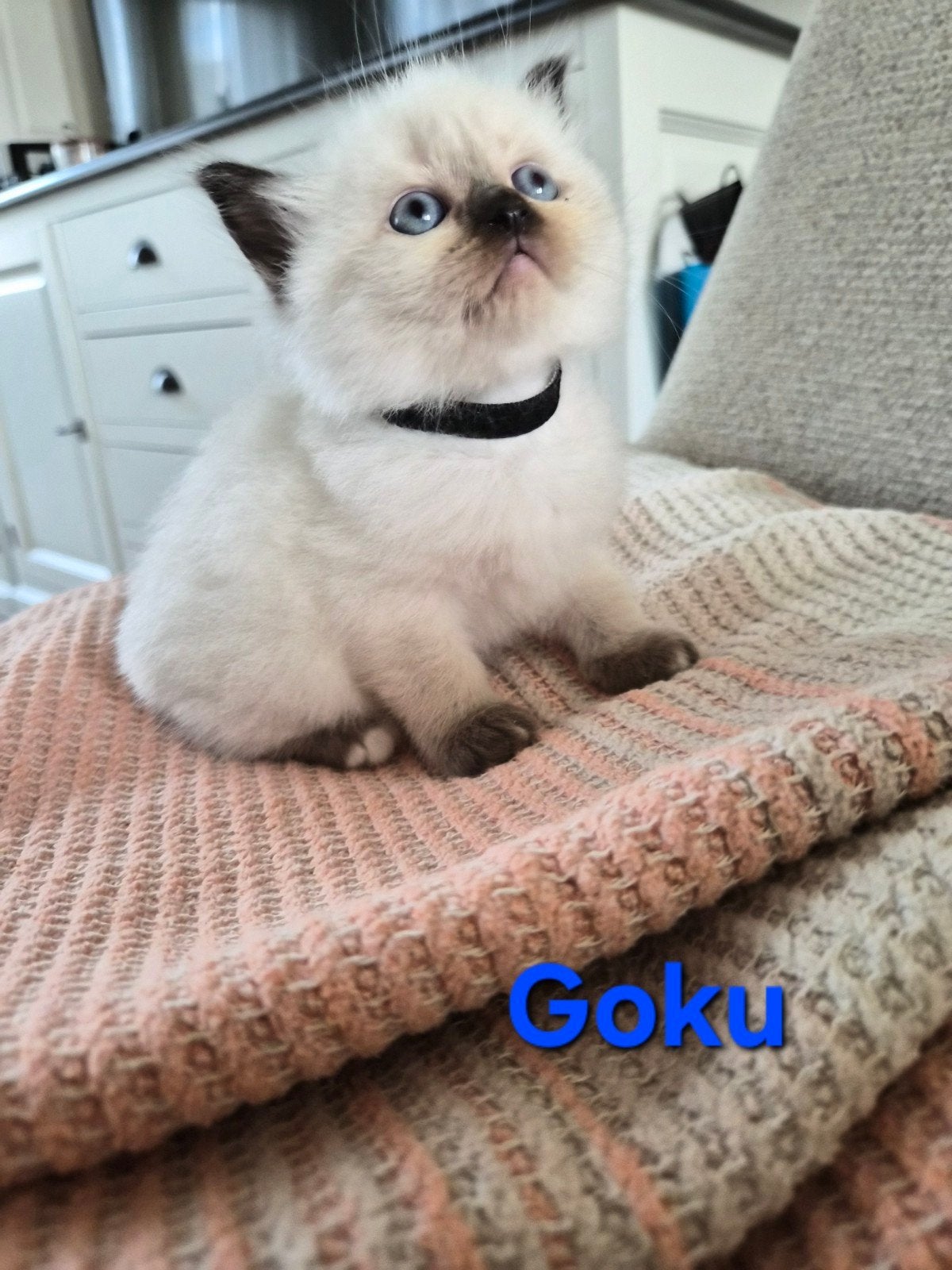 Raszuivere Ragdoll kittens, Meerdere dieren, Ontwormd, 0 tot 2 jaar