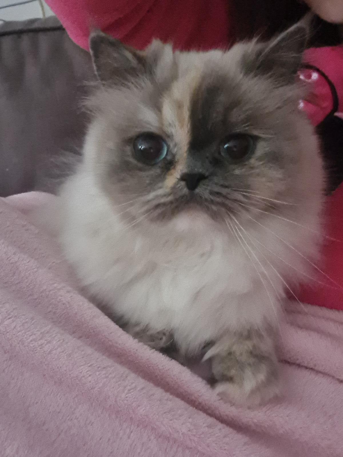Perzische poes, Poes