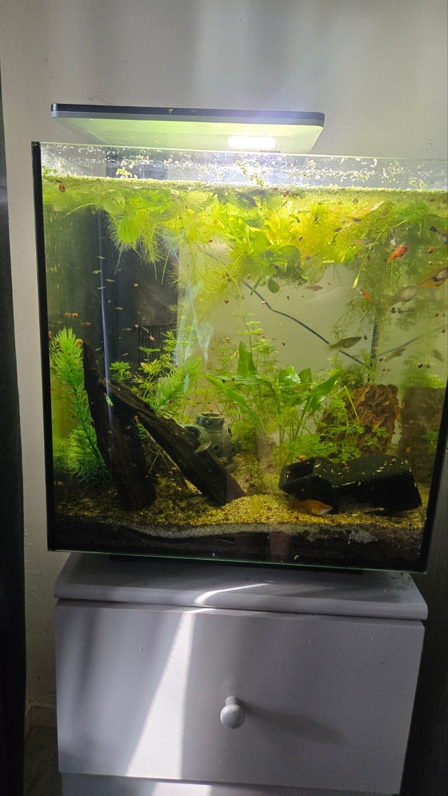 Aquarium 60 liter cube, Ophalen, Zo goed als nieuw, Leeg aquarium