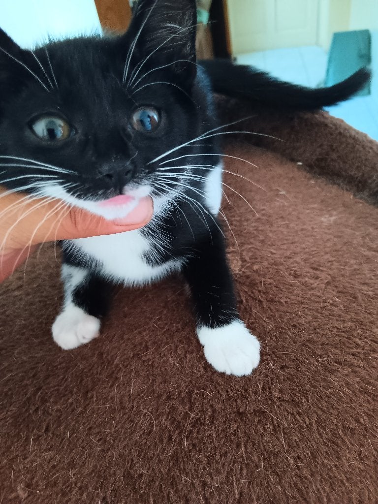 Kittens, Meerdere dieren, Ontwormd, 0 tot 2 jaar