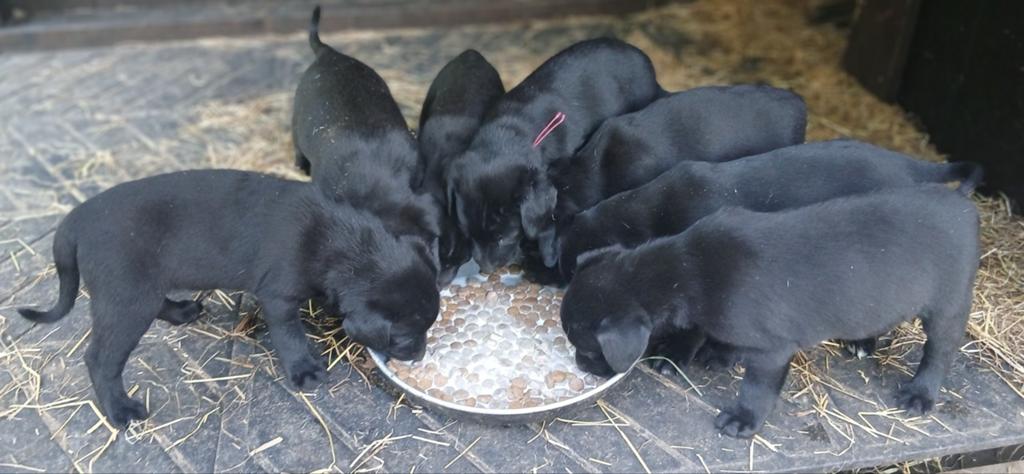 Boerenfox X Labrador, Dieren en Toebehoren, 8 tot 15 weken, Parvo, Teef, Meerdere
