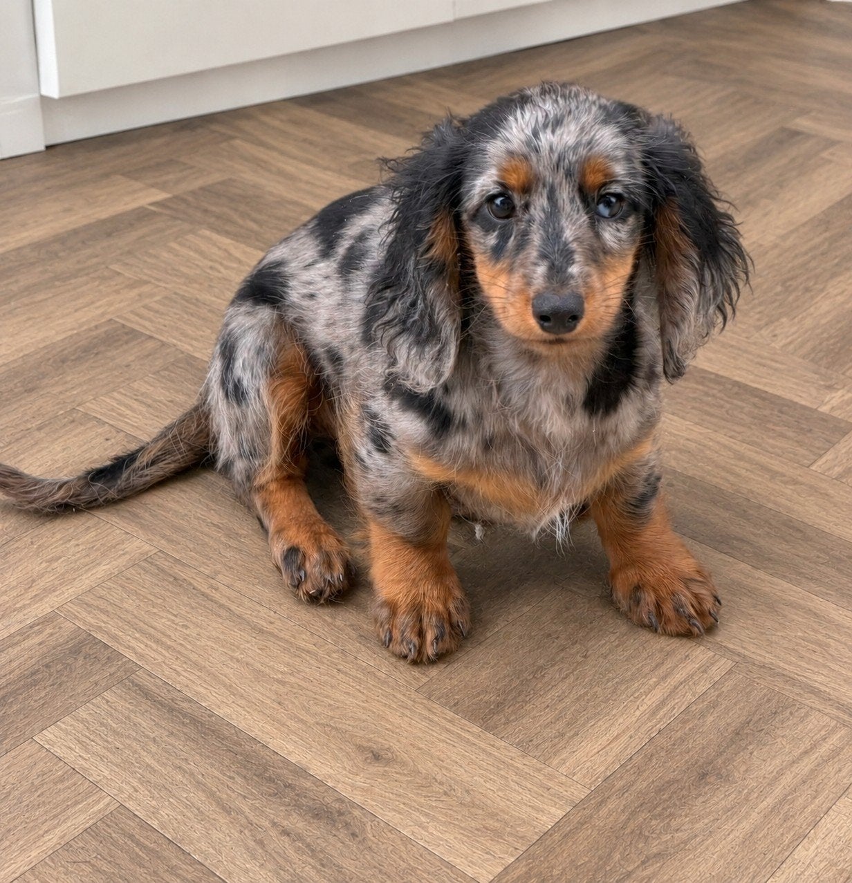 langharige dwergteckel (kaninchen)  pup, 15 weken tot 1 jaar, Teef, Eén hond, Nederland