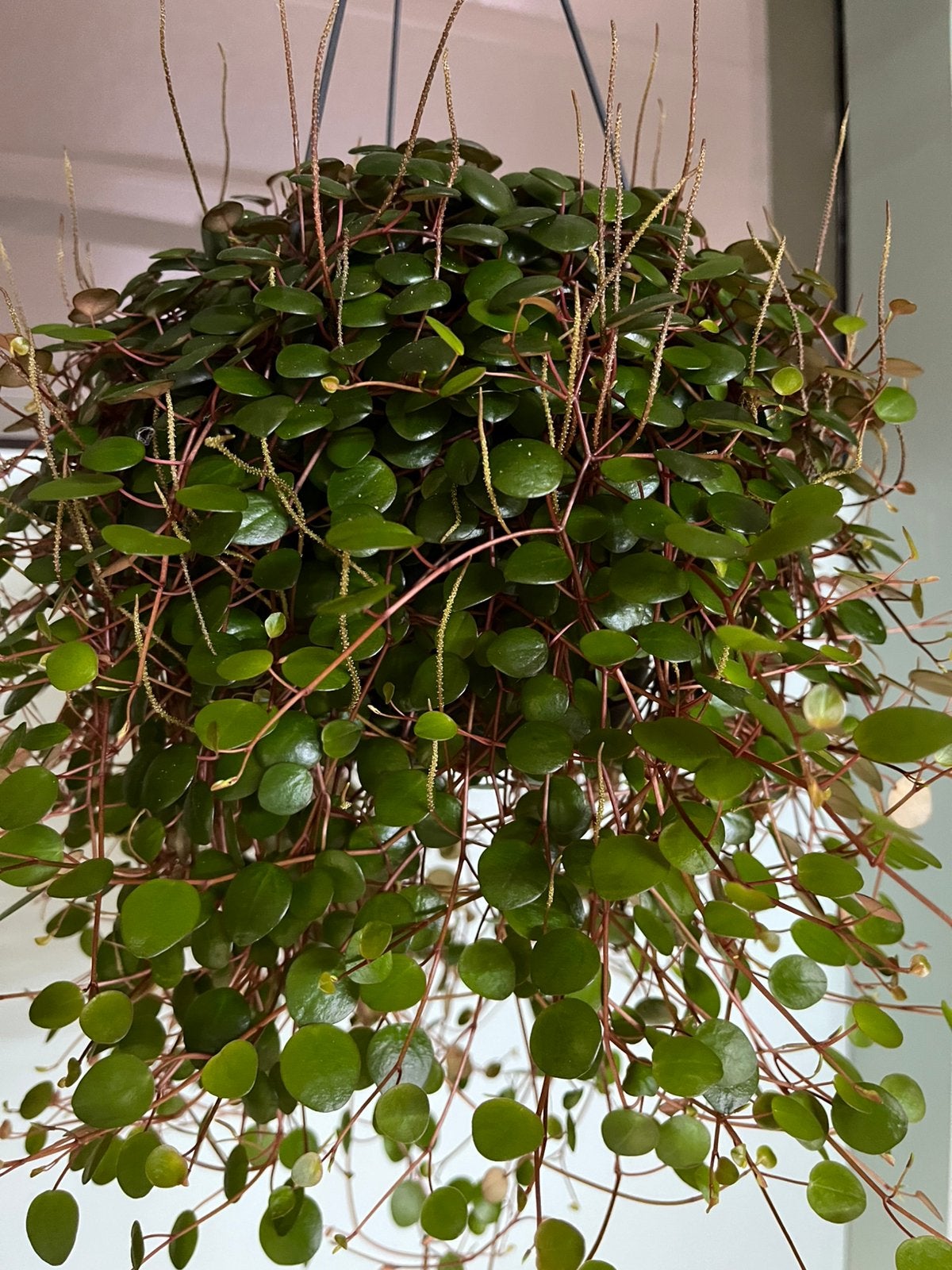 Peperomia ‘Pepperspot’, Huis en Inrichting, Kamerplanten, Ophalen of Verzenden, Halfschaduw, Minder dan 100 cm