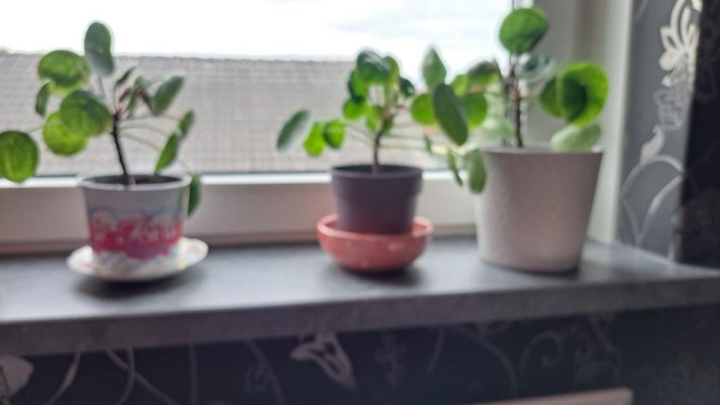 Set van 3 Pannenkoekplanten (Pilea Peperomioides), Huis en Inrichting, Kamerplanten, Overige soorten, In pot, Minder dan 100 cm