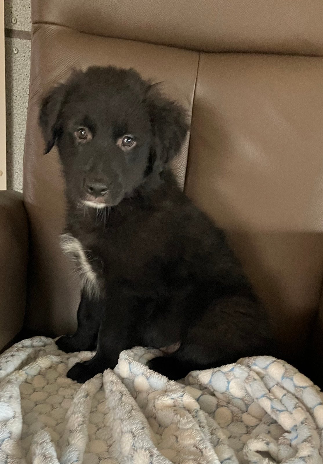 Golden retriever/ Australië shepherd, Parvo, Reu, 8 tot 15 weken, Meerdere