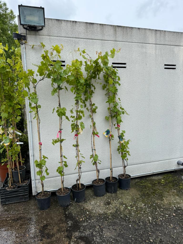 Blauwe druif italiaanse import lengte 200cm plus 29,50 stuk, Tuin en Terras, Ophalen, Volle zon, Vaste plant, Klimplanten