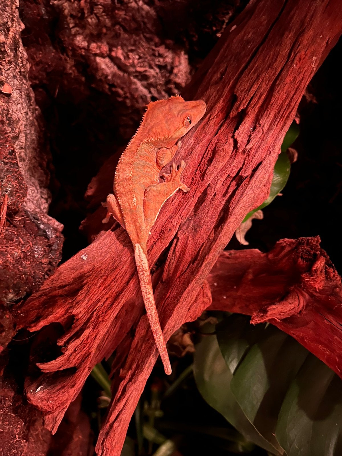Wimpergekko - Correlophus ciliatus Crested Gecko photo 2