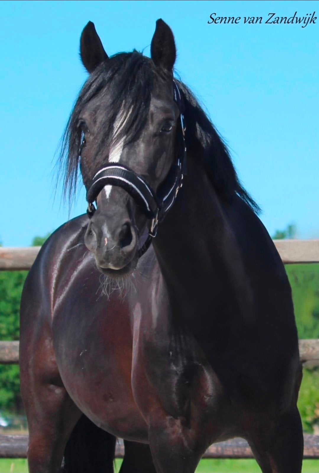 Zwarte Welsh Cob ruin 10 jaar, Dieren en Toebehoren, Pony's, Ruin, 7 tot 10 jaar, Recreatiepony, D pony (1.37m tot 1.48m)