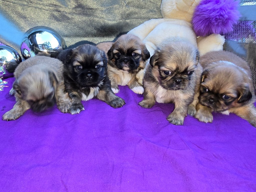 Prachtige Pekingees pups, Dieren en Toebehoren, Honden | Chihuahua's en Gezelschapshonden, Parvo, 8 tot 15 weken, Meerdere, Meerdere dieren