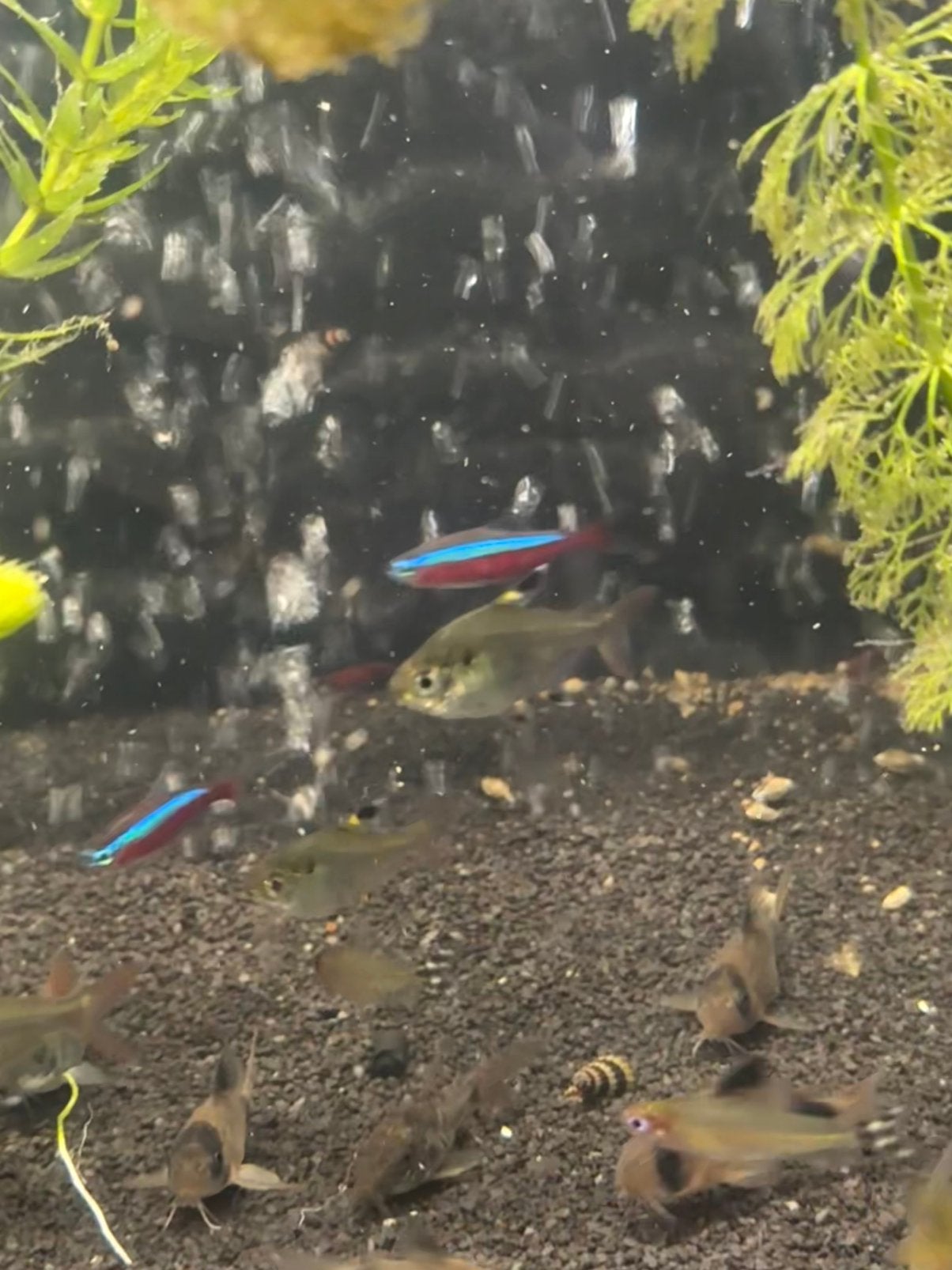 Tetra’s en roodkopzalm, Dieren en Toebehoren, Vogels | Overige Vogels, Meerdere dieren