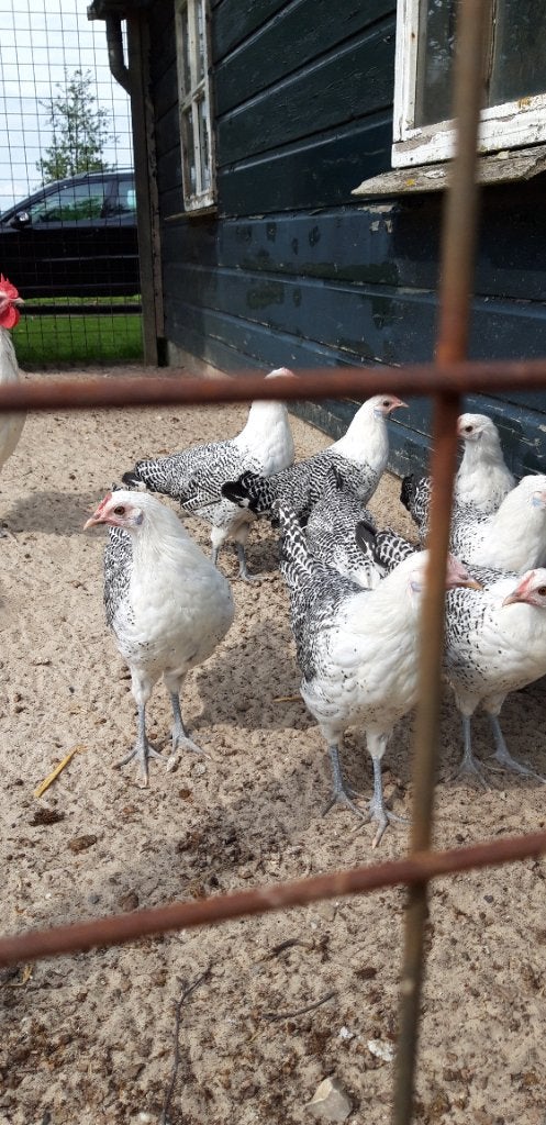Kippen, Dieren en Toebehoren, Pluimvee, Vrouwelijk, Kip