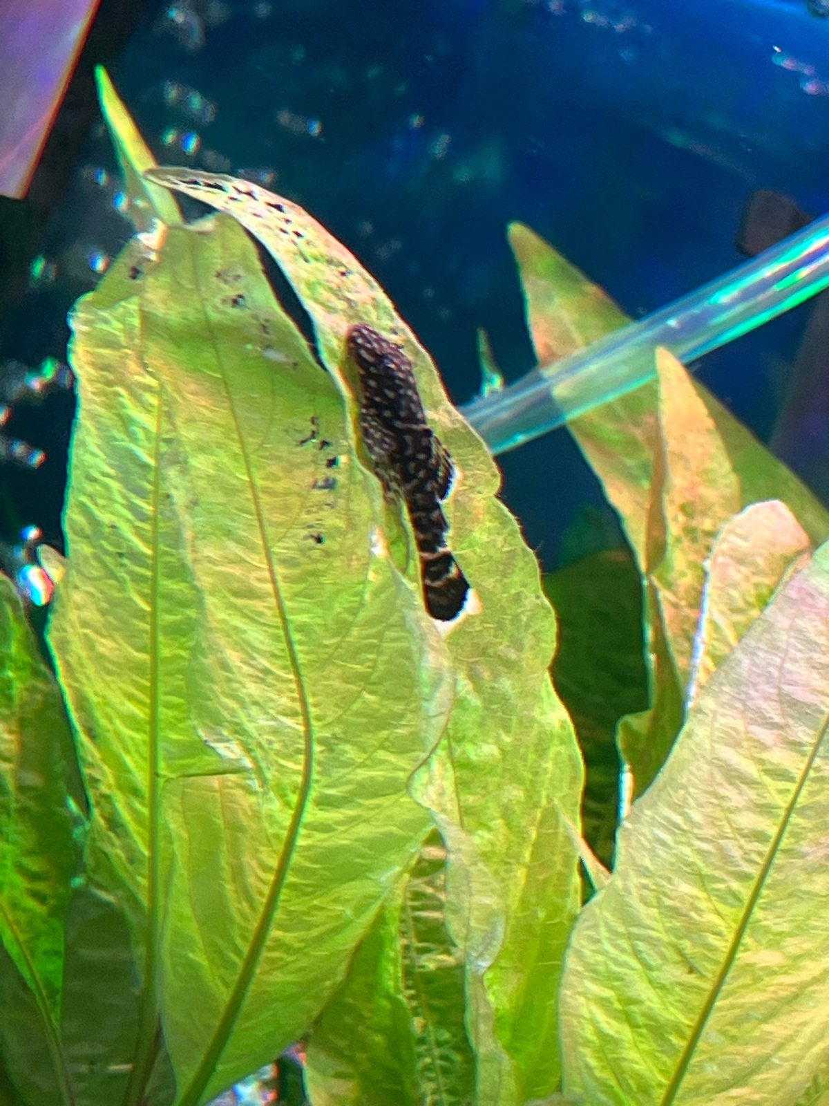 Pleco algeneter, Vis