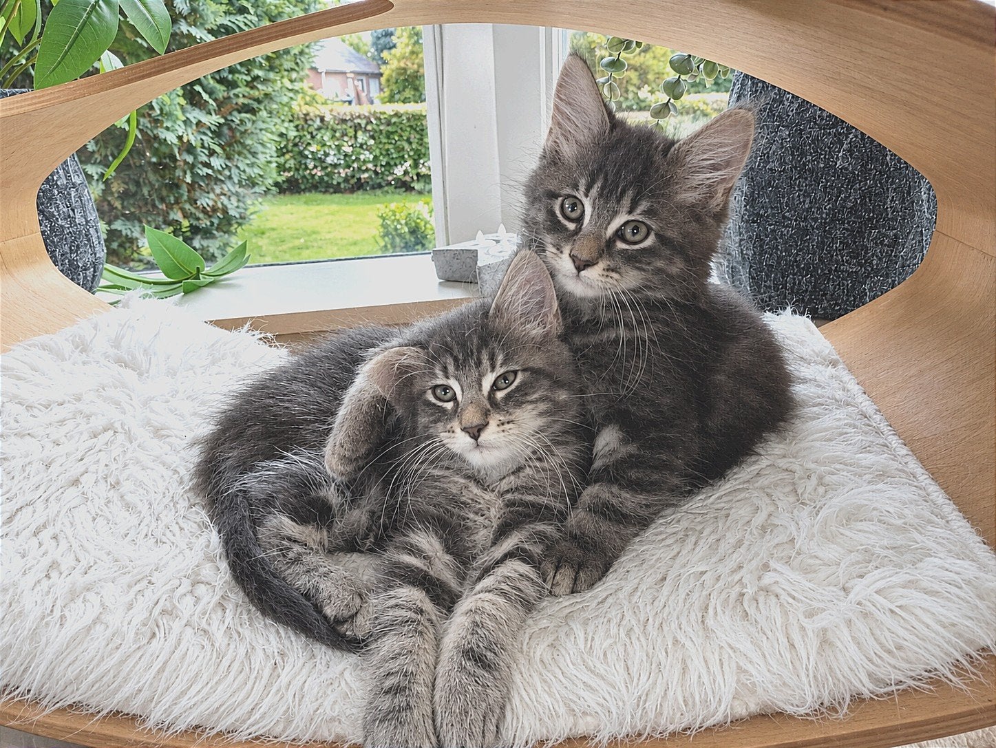 prachtig Maine Coon kittens met stanboom, Meerdere dieren, Met stamboom, 0 tot 2 jaar