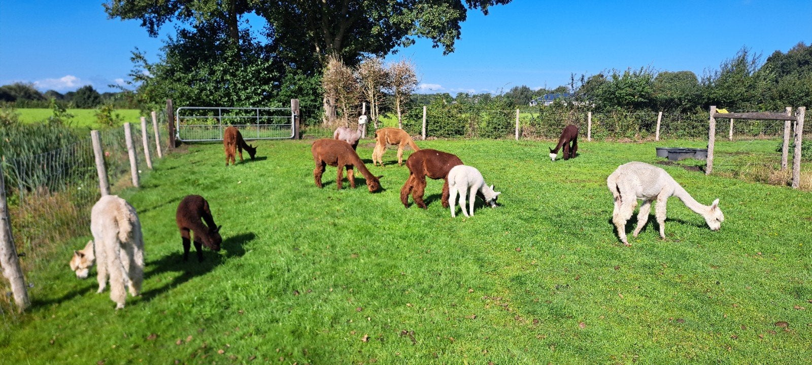 13 alpaca's €4500, Dieren en Toebehoren, Mei, Meerdere dieren