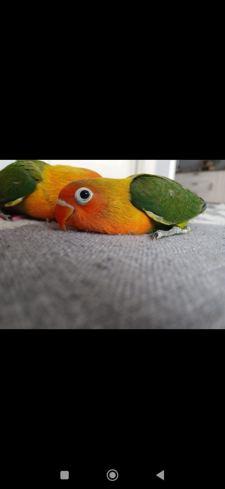 agapornis popje, Dieren en Toebehoren, Vogels | Parkieten en Papegaaien, Vrouwelijk, Dwergpapegaai of Agapornis