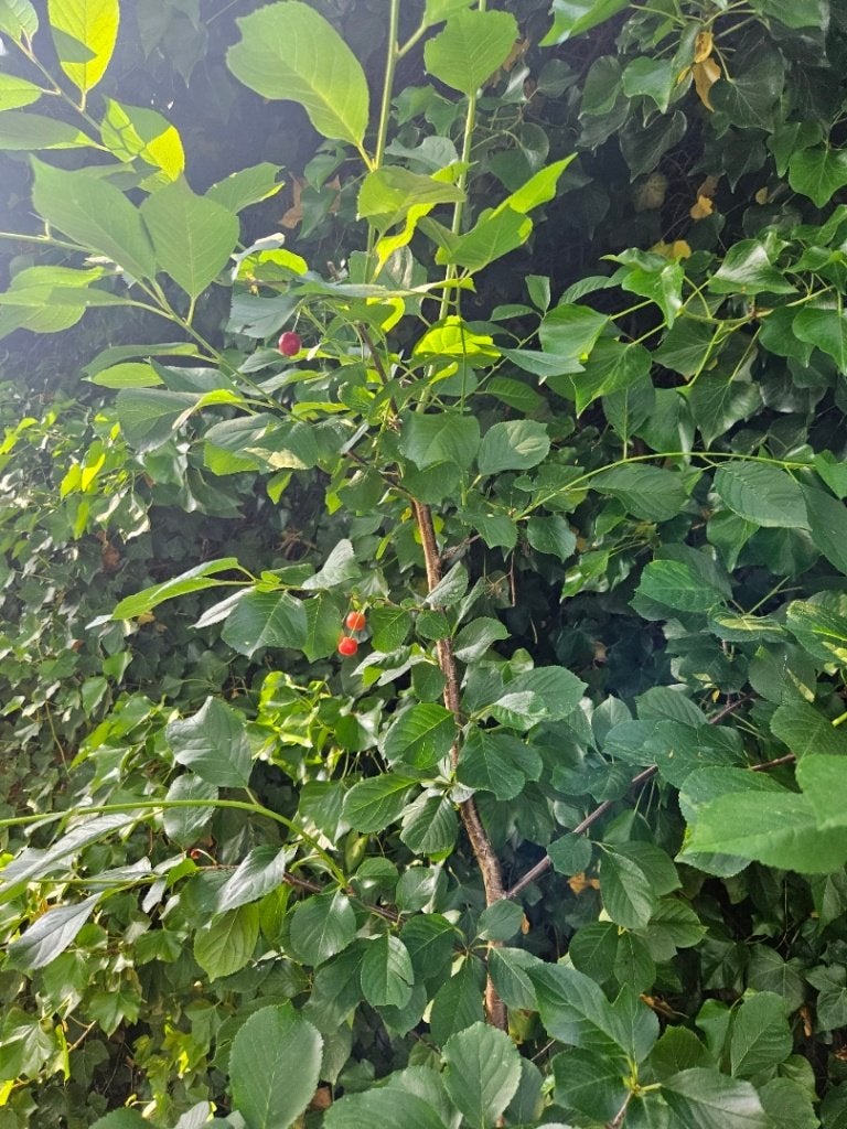 Kersenboom, Tuin en Terras, Planten | Bomen, Overige soorten, 100 tot 250 cm, Ophalen, Volle zon