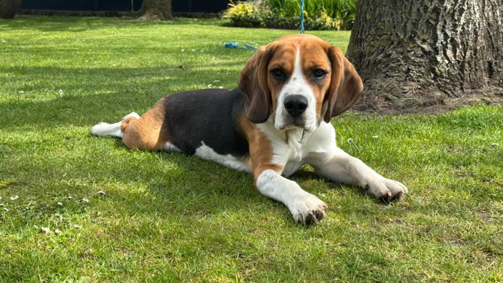 Puppy 8mnd Beaglier (kruising Beagle+Cavelier), Dieren en Toebehoren, Honden | Beagles, Bassets en Lopende honden, 15 weken tot 1 jaar