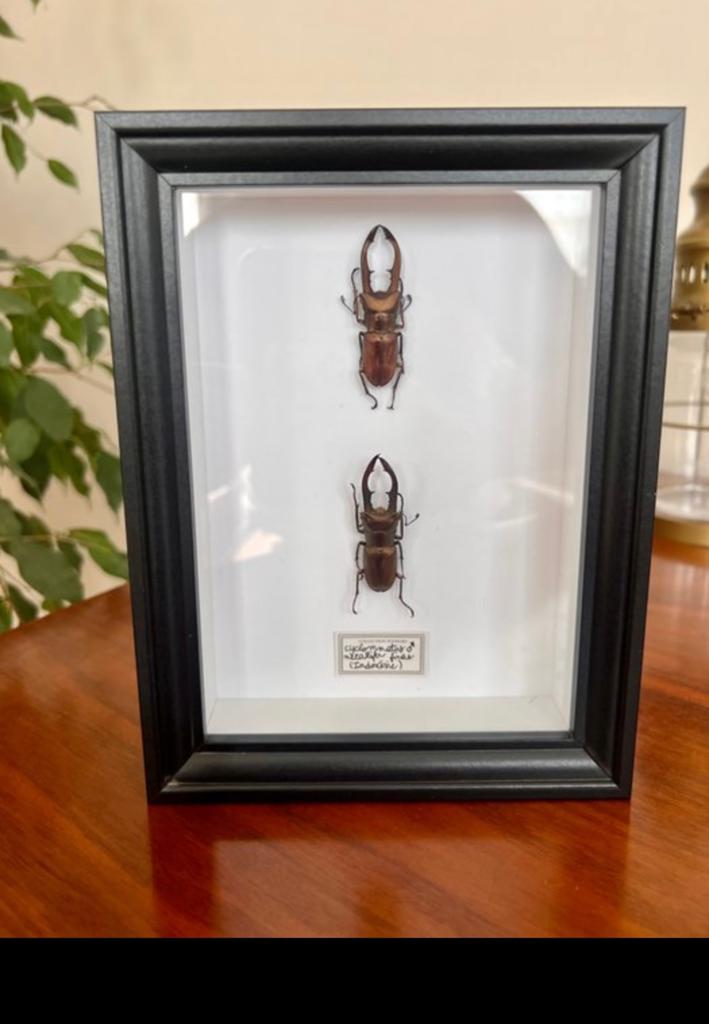 Taxidermie Cyclommatus, Overige soorten