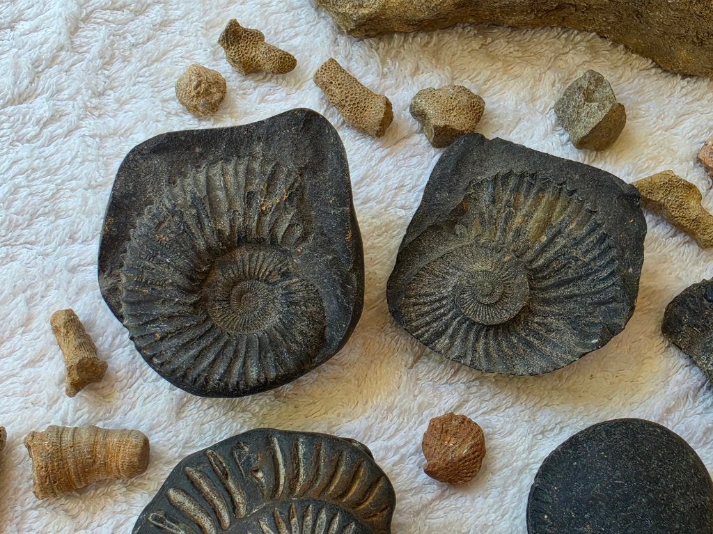 fossielen, Verzamelen, Mineralen en Fossielen, Fossiel, Ophalen of Verzenden