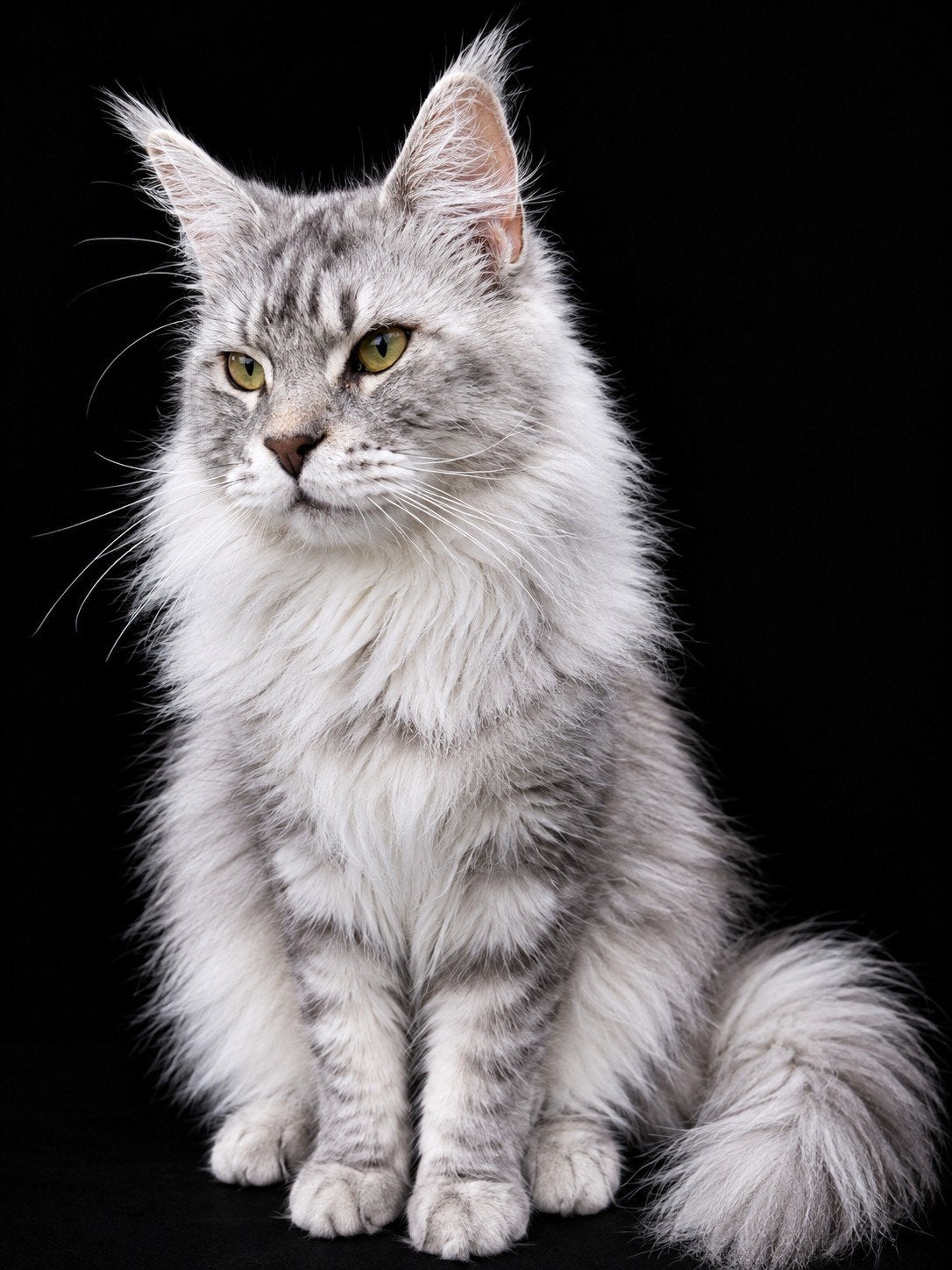 100% Maine Coon., Dieren en Toebehoren, Poes, Gechipt, 0 tot 2 jaar