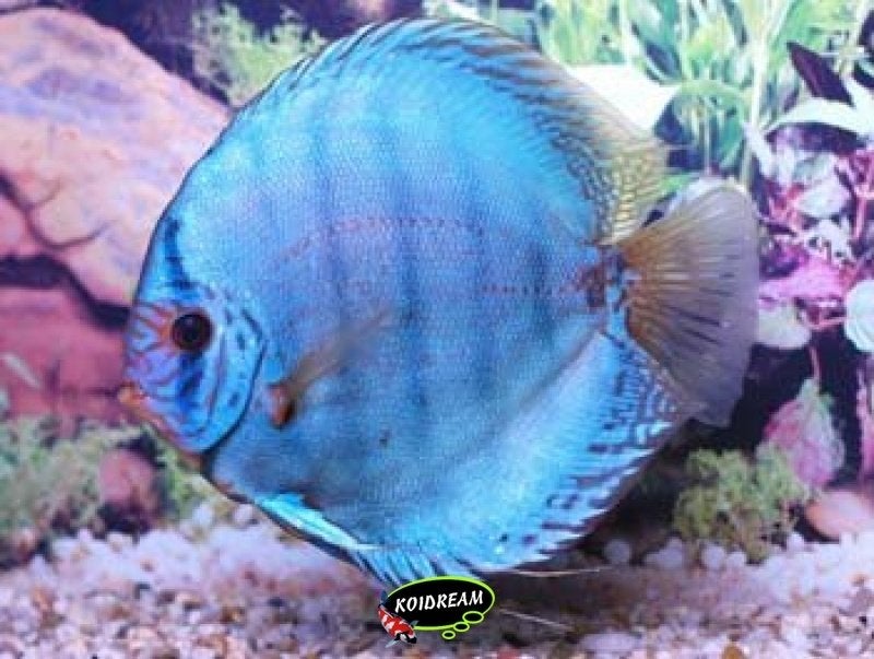 Discus Kobalt ca 8 cm -Koidream Valburg