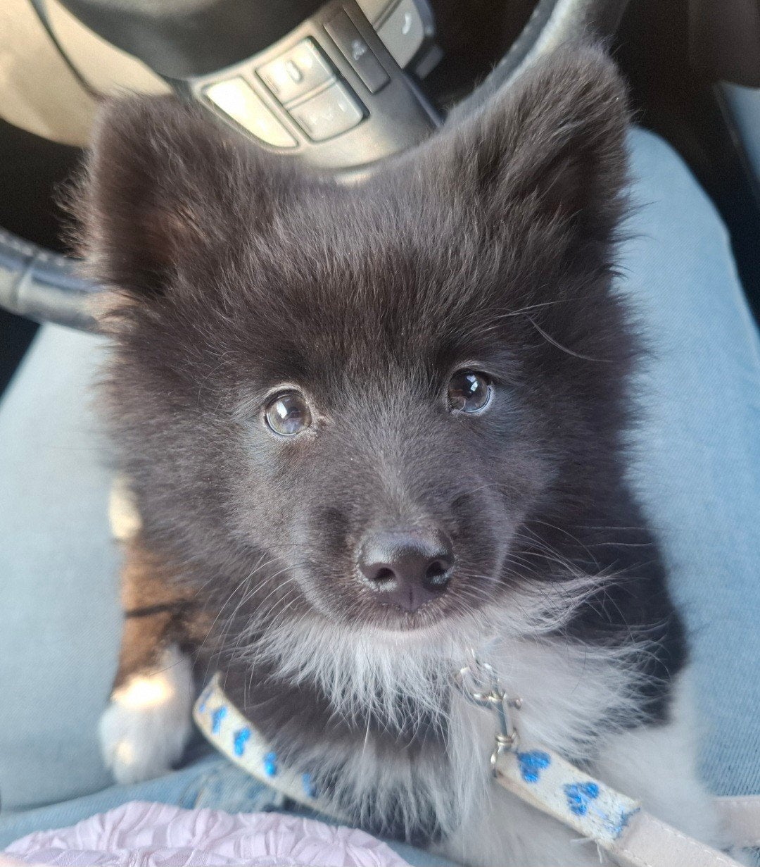 Pomsky reu mag het nest verlaten!, 8 tot 15 weken, Eén hond, Nederland, Fokker | Hobbymatig