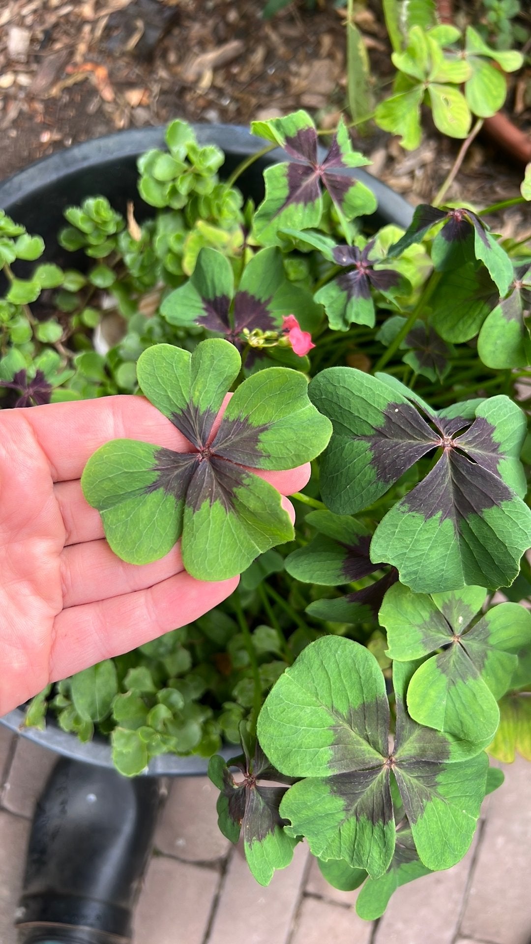 Grote pot Klaver vier met sedum (roze vetkruid), Tuin en Terras, Ophalen, Overige soorten, Volle zon