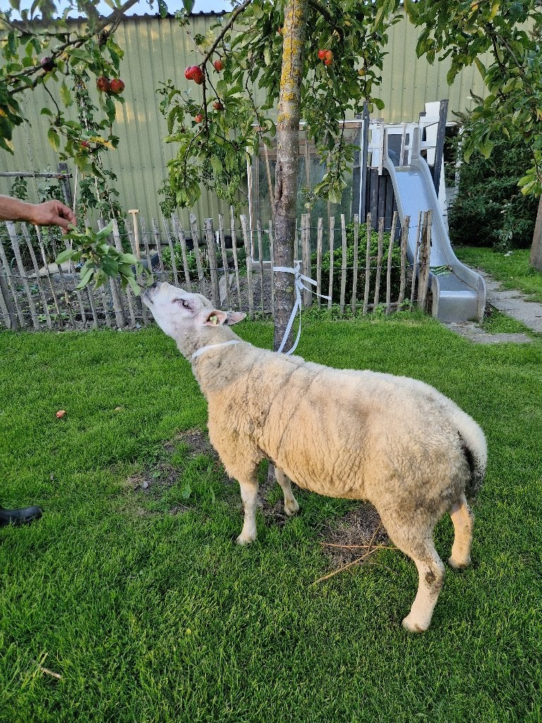 Dekram, Mannelijk, Schaap, 0 tot 2 jaar