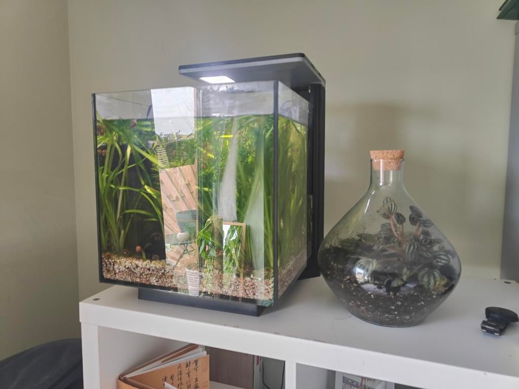 Aquarium + terrarium, Dieren en Toebehoren, Ophalen, Gevuld zoetwateraquarium