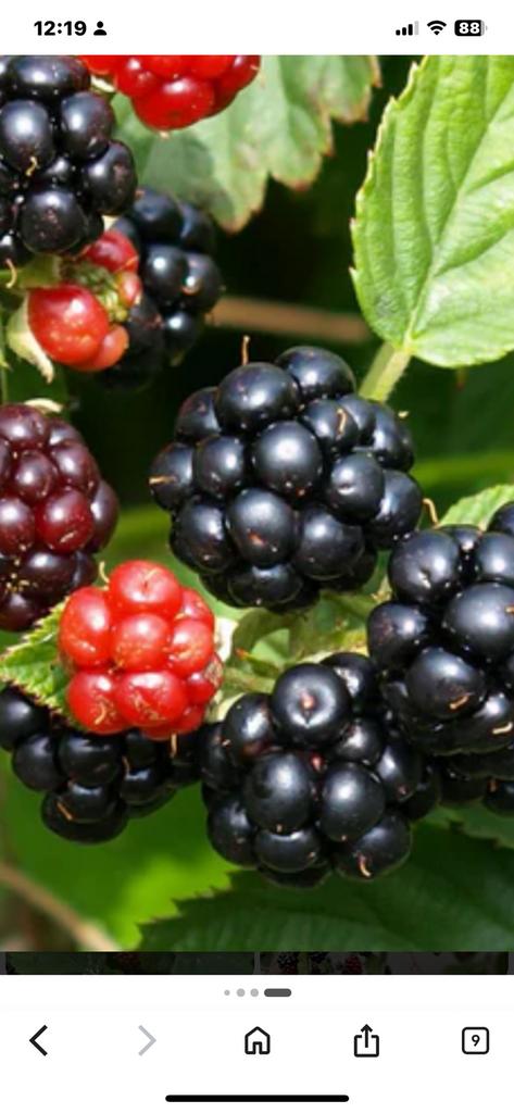 Braam steek( zonder prik) 60 cm €5, Tuin en Terras, Planten | Fruitbomen, Ophalen, Minder dan 100 cm, Overige soorten, Zomer