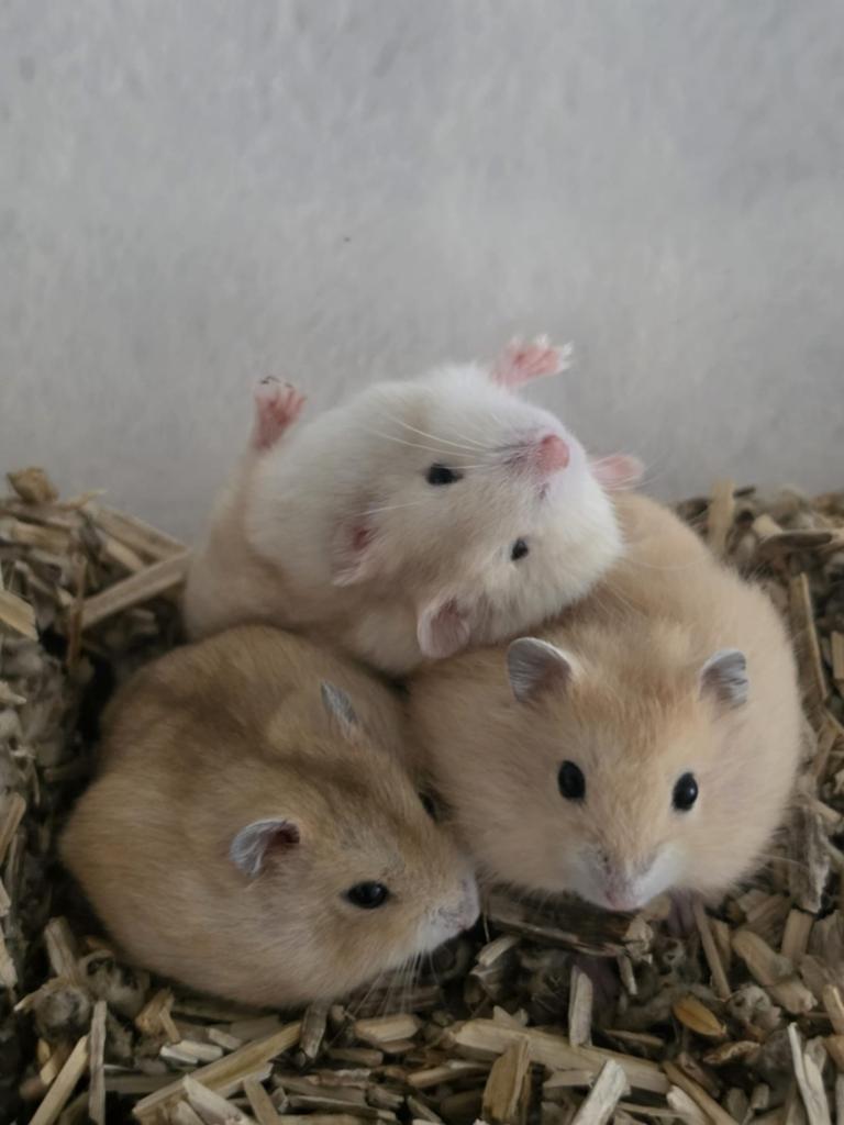 Dwerghamsters kindvriendelijk, Dieren en Toebehoren, Knaagdieren, Meerdere dieren, Hamster, April