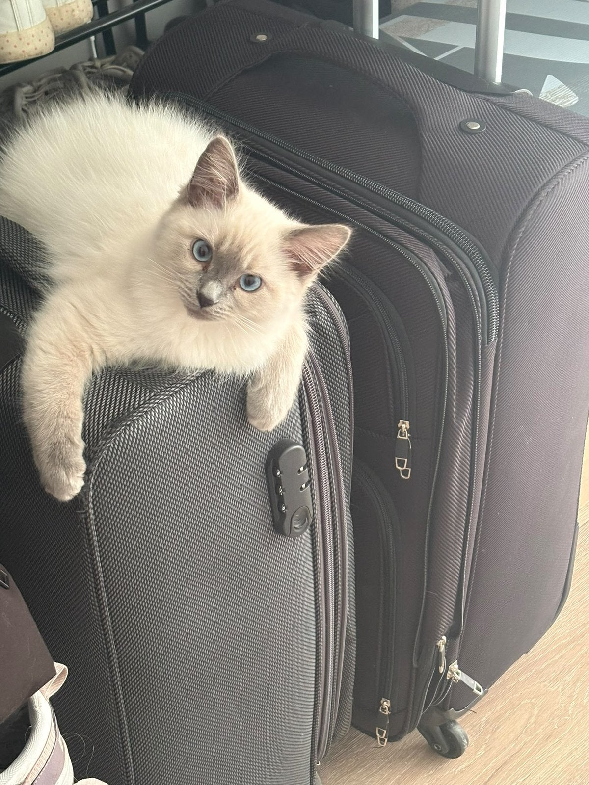 Prachtige ragdoll blue point kitten🐱❤️, Dieren en Toebehoren, Kater, Ontwormd, 0 tot 2 jaar