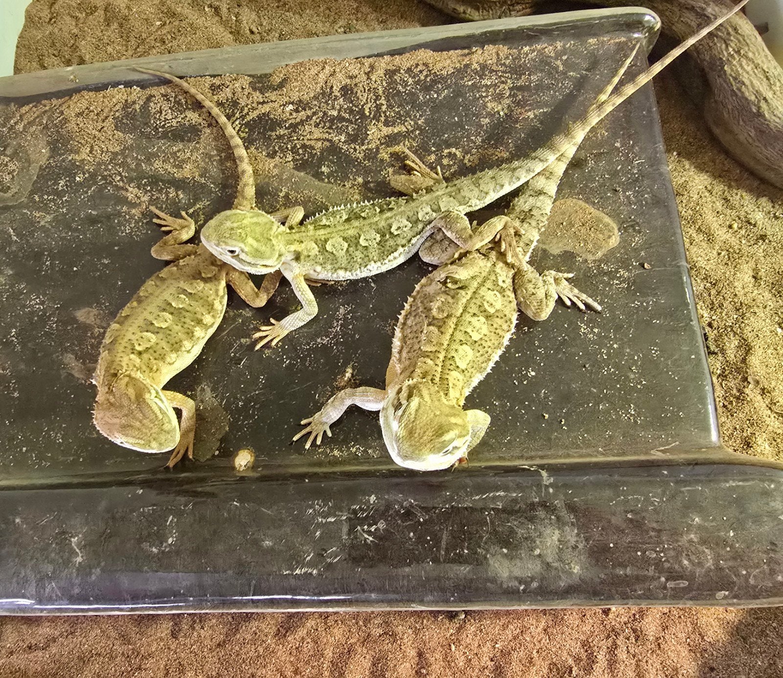 Pogona Henrylawsoni kweektrio Bearded Dragon - unknown for sale from Hoeb.dutch.reptiles