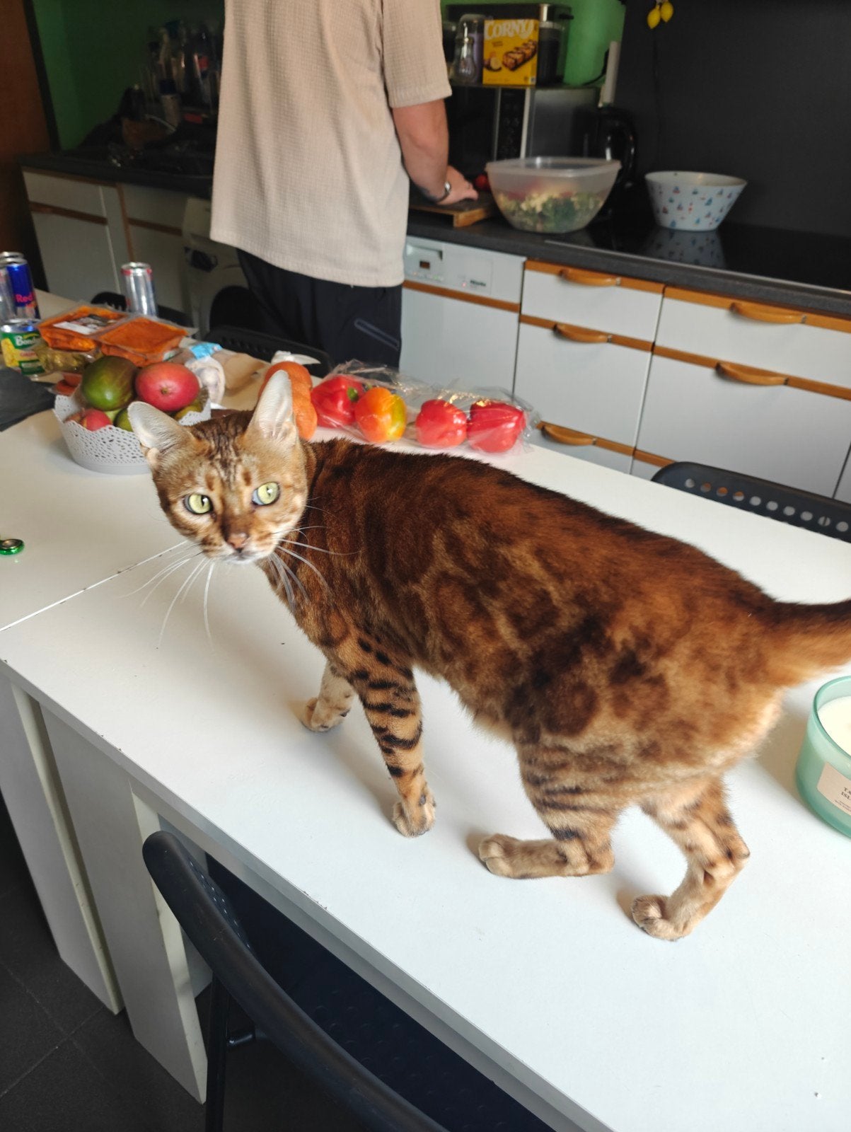 Prachtige Bengaalse, Kater