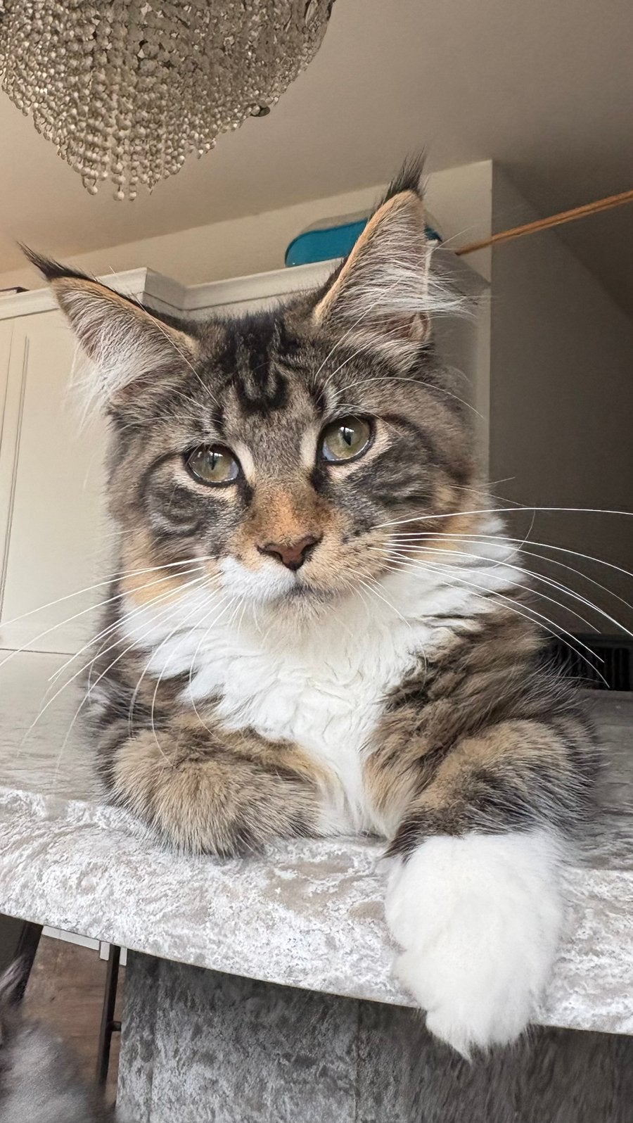 2 mooie maine voon katers met stamboom, Dieren en Toebehoren, Meerdere dieren, Met stamboom, 0 tot 2 jaar