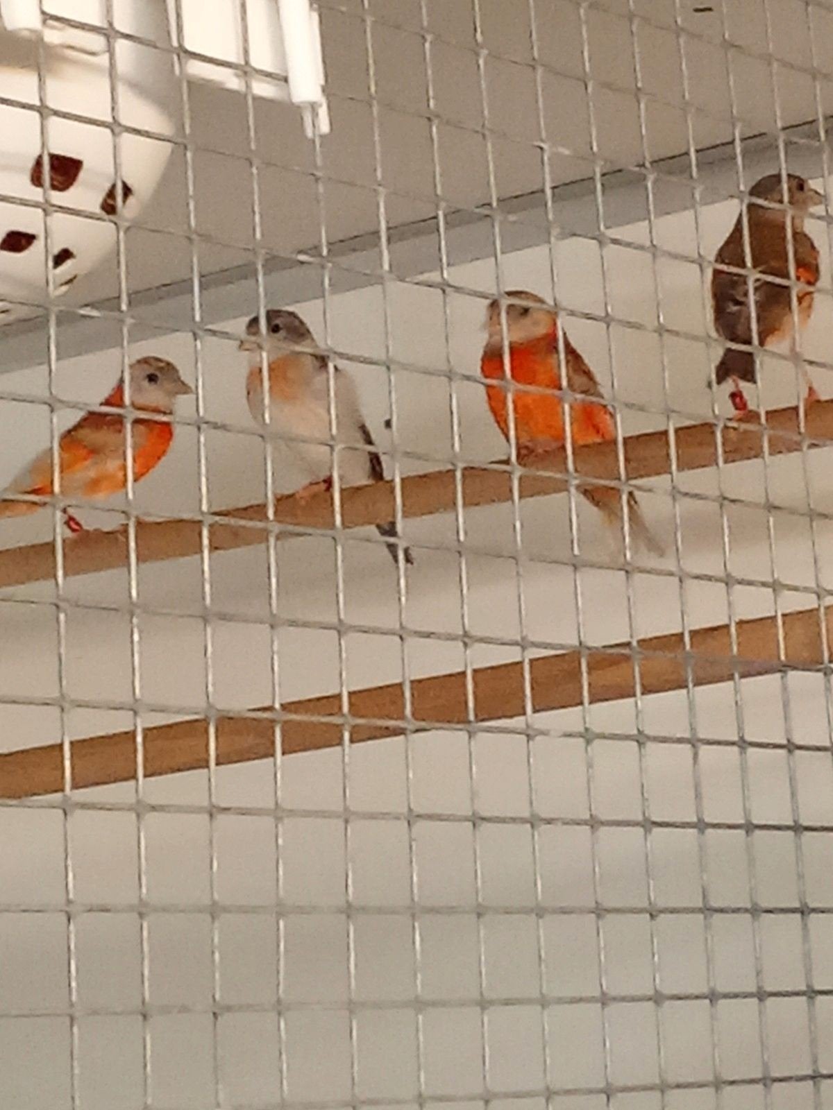 Kanarie harlekijn, Dieren en Toebehoren, Vogels | Kanaries, Mannelijk, Kleurkanarie