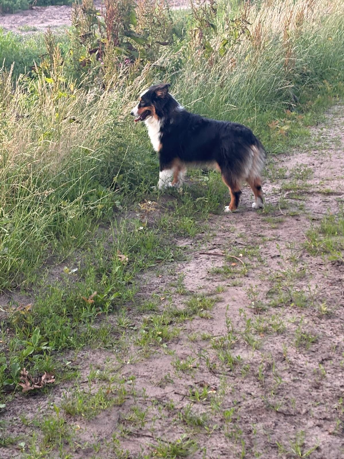 Aussie Australian Shepherd, Dieren en Toebehoren, 8 tot 15 weken, Teef, Eén hond, Nederland