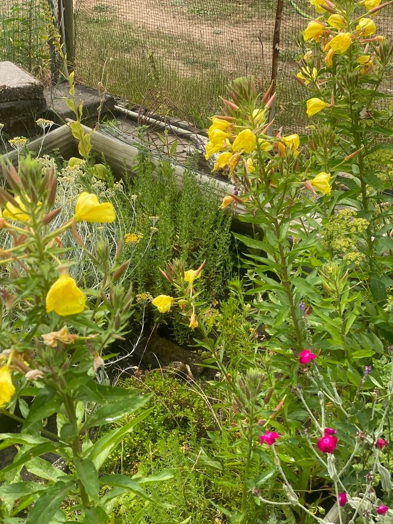 Teunisbloem, inheemse 2 jarige plant , biologisch geteeld, Tuin en Terras, Ophalen, Overige soorten, Volle zon