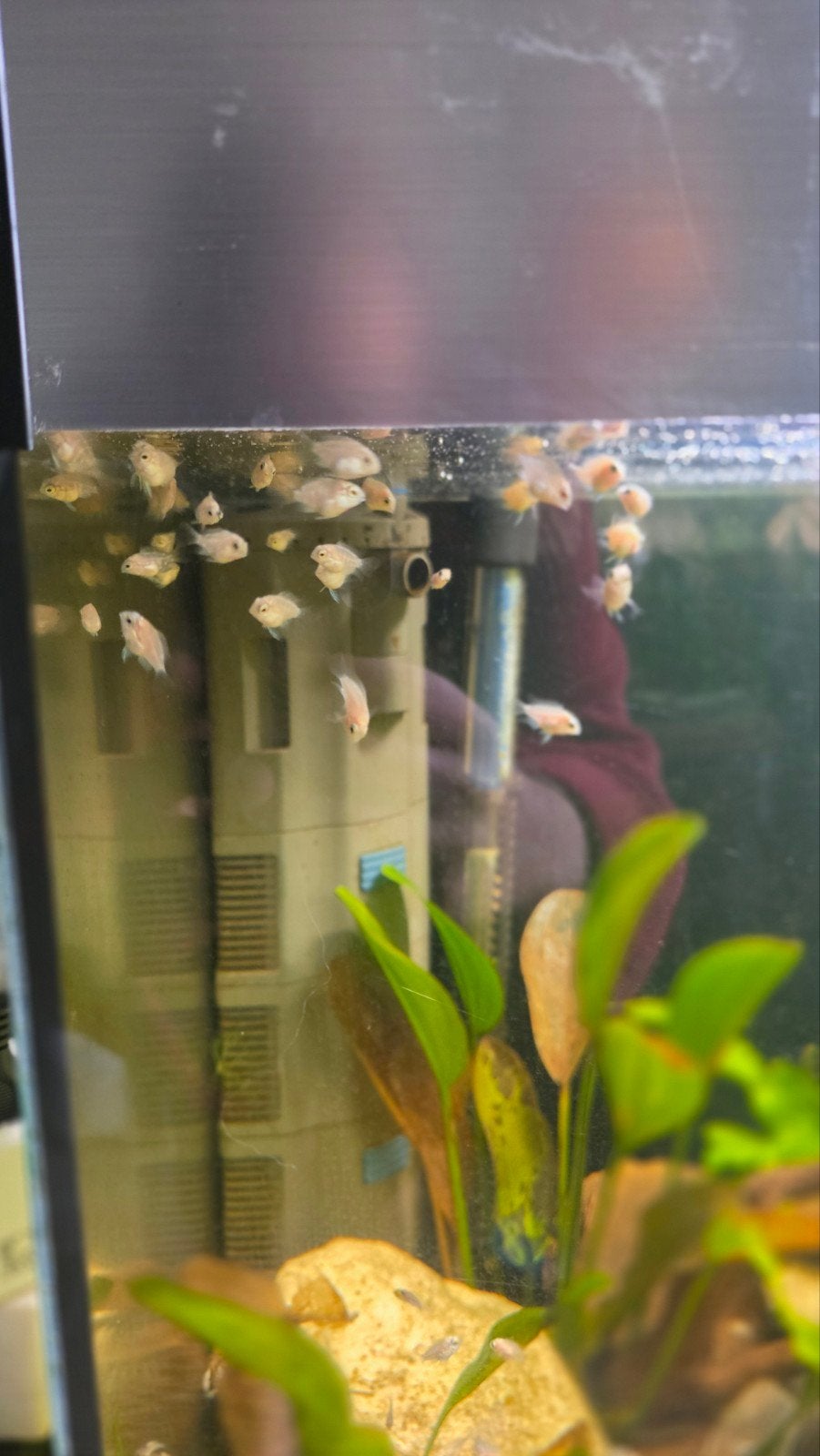 white parrot platinum cichliden, Dieren en Toebehoren, Vis, Zoetwatervis