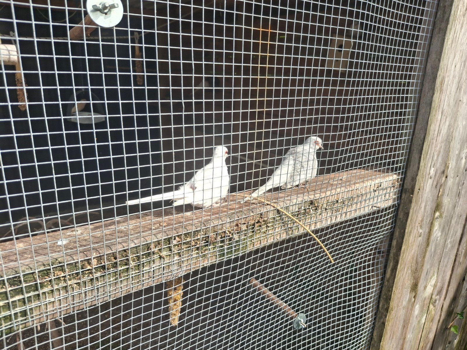 wit en wit greis, Dieren en Toebehoren, Meerdere dieren, Tropenvogel, Tam