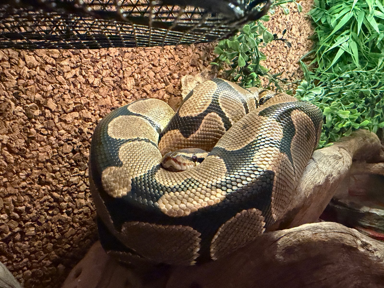 Koningspython 4 jaar - compleet terrarium Ball Python - unknown for sale from E. Haring