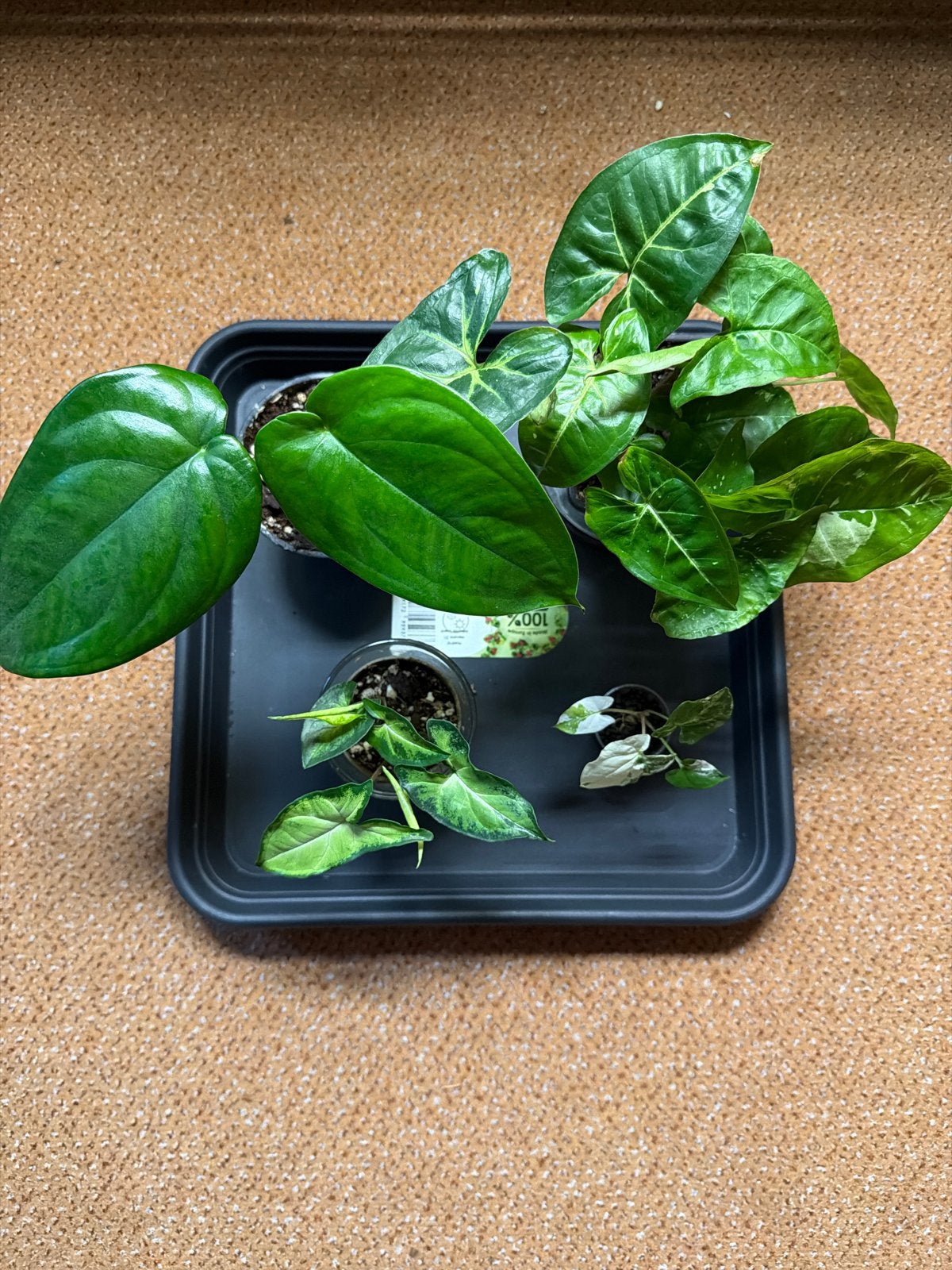 Syngonium Pakket - Diverse Syngonium soorten, Ophalen of Verzenden, Halfschaduw, Minder dan 100 cm