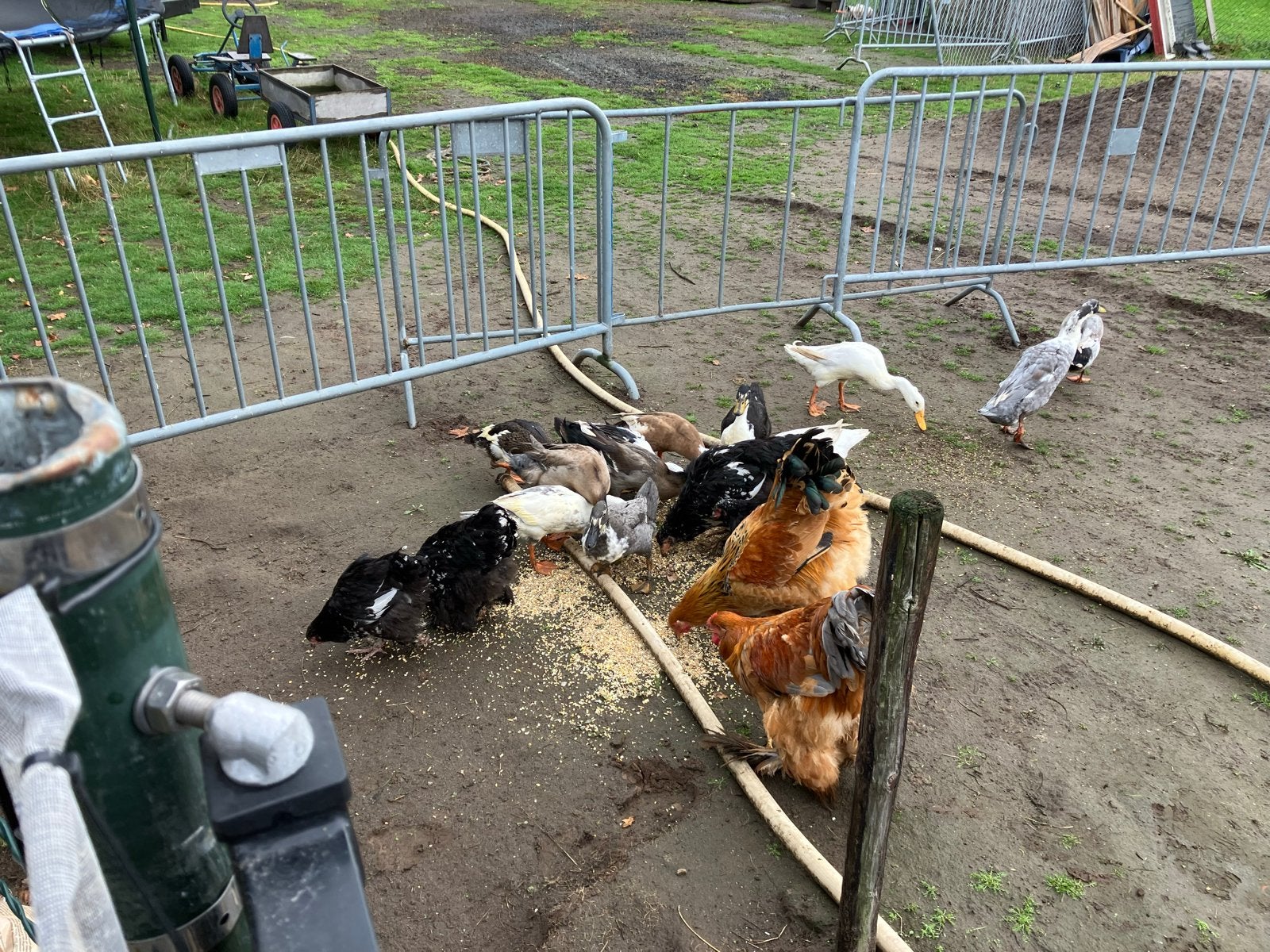 Te koop jonge Indische Loopeenden, Meerdere dieren, Eend
