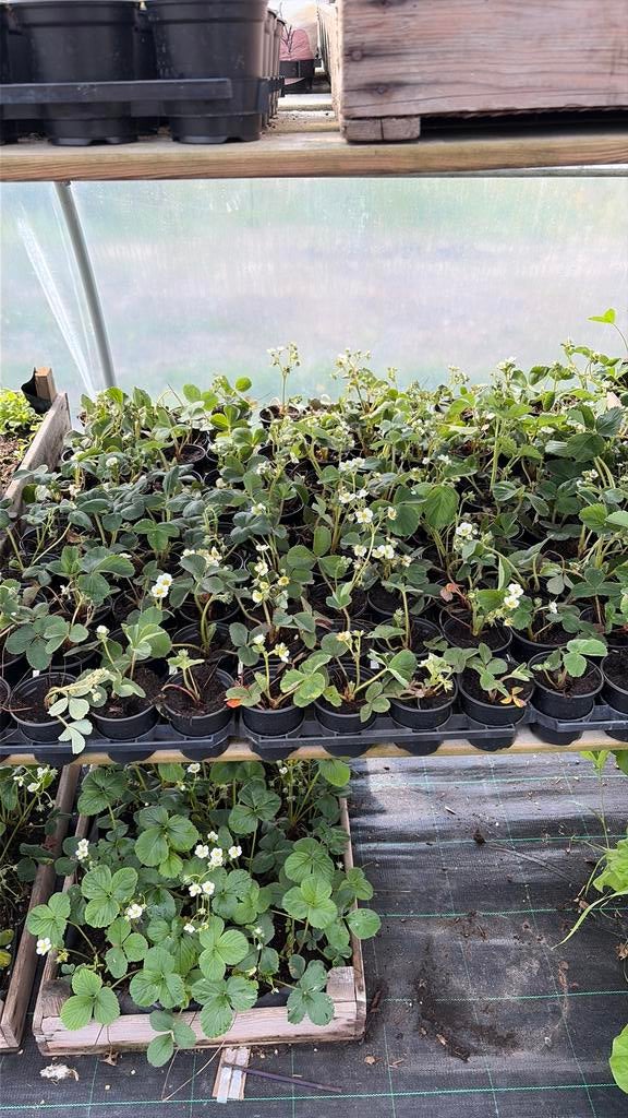 Aardbeien stekken, Ophalen, Volle zon