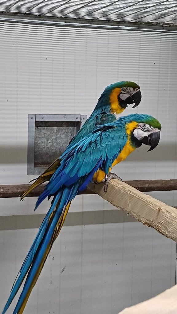 Te koop kweekkoppel blauwgele ara, Meerdere dieren, Papegaai