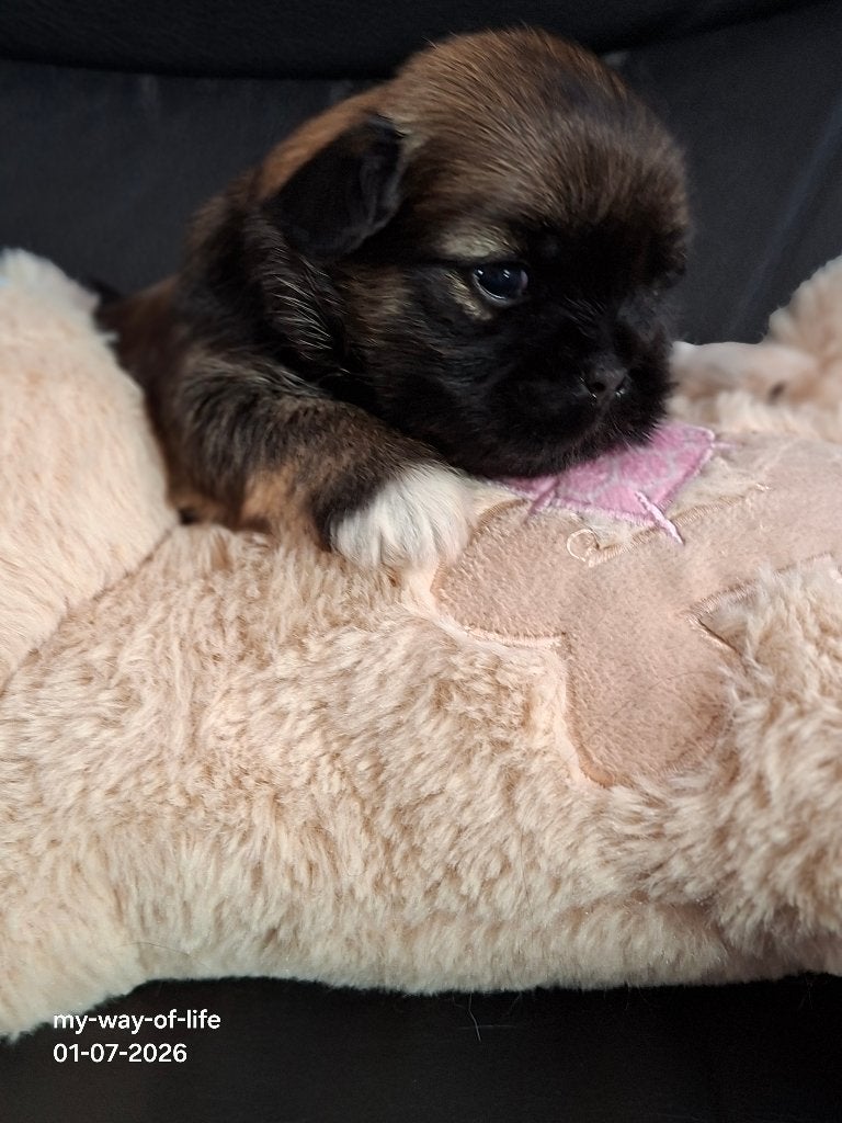 Lhasa apso pups. 1 reutje beschikbaar., Parvo, Overige rassen, 8 tot 15 weken, Meerdere